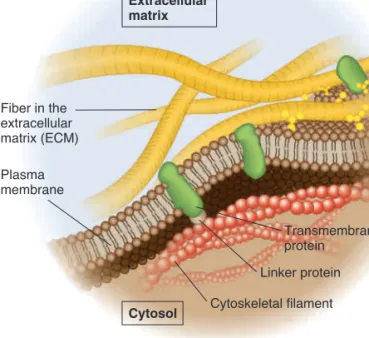 Figure 5.5    A method to measure the lateral movement of membrane  proteins.   