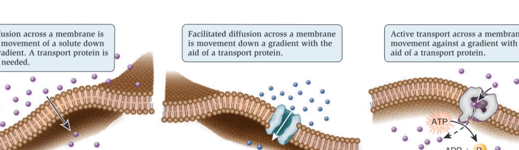 Figure 5.7    Three general types of membrane transport.   