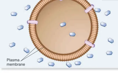 Figure 5.9    Gradients across cell membranes.   
