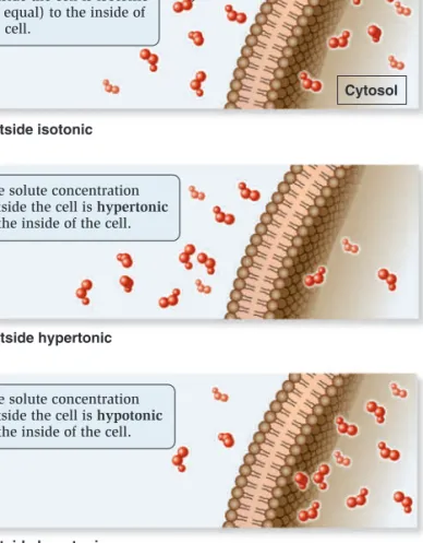 Figure 5.10    Relative solute concentrations outside and inside cells.