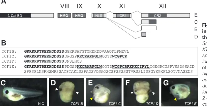 Fig. 1. Overexpression of single XTcf1 isoforms induces two distinct phenotypes dependent on acid sequences of the different splice variants of XTcf1 downstream of exon X