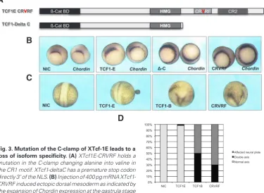 Fig. 3. Mutation of the C-clamp of XTcf-1E leads to a 60% 