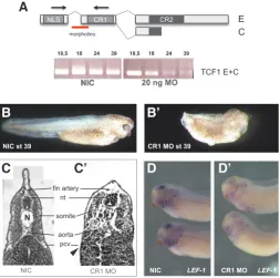 Fig. 4. Depletion of XTcf1 C and E isoforms from the zygotic mRNA pool by inhibiting splicing using a morpholino oligo (MO)