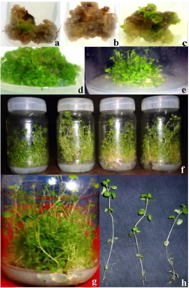 Fig. 1:  In vitro studies on establishment of adventitious shootsand plantlet development from leaf explant of Pogostemon cablin (Blanco) Benth.; (a-b) Induction of embryogenic callus from leaf explant on MS medium with 2,4-D (0.5  mg/l); (c-d) Formation of dark-green embryogenic callus and adventitious buds of shoots on MS medium with 2,4-D (0.5mgl-1) and BAP (0.5 mg/l); (e-f) Plantlets regenerated through adventitious shoots on MS medium with BAP (0.5 mg/l) and NAA (0.5 mgl-1); (g-h) Complete Plant regeneration with rooting after four weeks of culture on MS medium with BAP (0.5 mg/l) and NAA (1.0 mgl-1) 