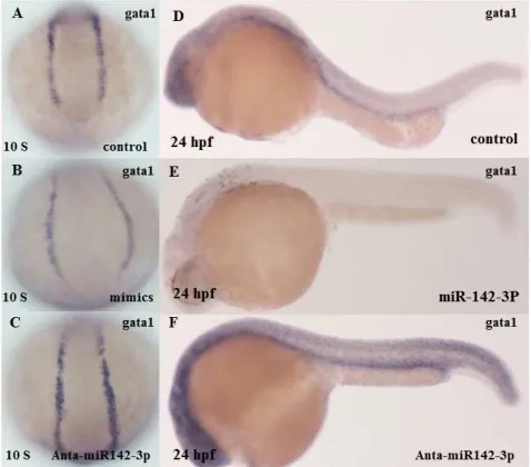 Figure 9. The result of the miR-142-3p gain of function conformation represses myeloid formation using (PU.1) marker as indicator(A) lateral view of embryo was non-injected with miR-142-3p at 12 hpf (control) it show a normal blood formation (B,C) lateral 