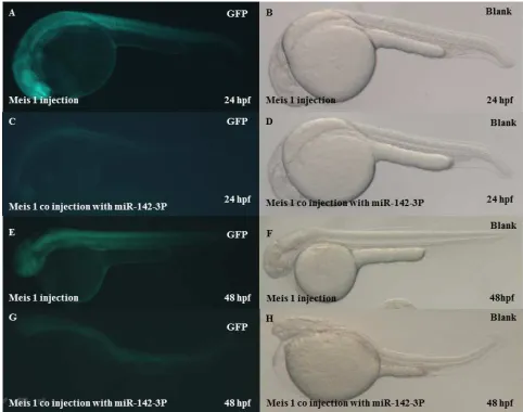 Figure 11. MiR-142-3p regulates primitive hematopoiesis in zebrafish embryos as analyzed by whole-mount in situ hybridization at 24 hpf