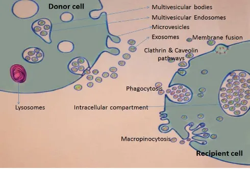 Figure 1. At the “DONOR CELL”: Release of MVs and exosomes. MVs bud directly from the plasma membrane, whereas exosomes are represented by small vesicles of different sizes that are formed as the ILV by budding into early endosomes and MVEs and are release
