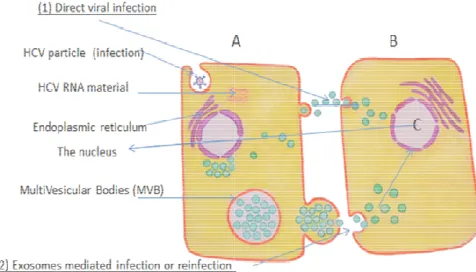 Figure (1). HCV infected cell may transmit the virus material to noninfected cell either by: HCV infected cell may transmit the virus material to non-