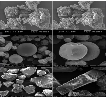 Fig. 6: Scanning electron microscopy images of (a) saquinavir (SQV) (b) SQV‑ sulfobutyl ether beta cyclodextrin (SBE7βCD) complex prepared by spray drying (c) SQV‑SBE7βCD complex prepared by freeze drying 