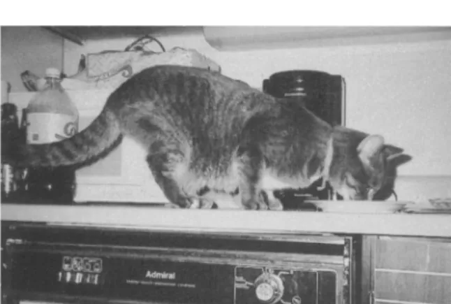 Figure 5.5 Food left on worktops is a powerful motivator for cats to climb onto those surfaces.