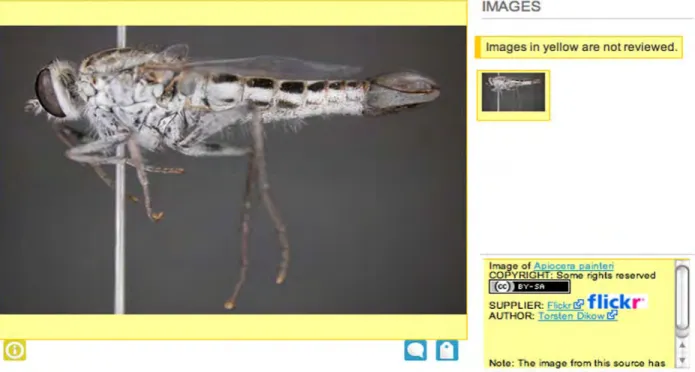 Fig. 1. Apiocera painteri specimen image submitted through flickr on the EOL.