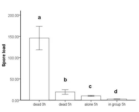 Fig. 1: Mean +- s. e. spore load on dead workers at 0h = 10min. (n = 12) and 5h (n = 12) after live  spore exposure and on workers maintained either alone (n = 20) or in a group with two other workers  (n = 19) 5h after live spore exposure