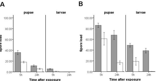 Fig. 4: Mean +- s. e. spore load on live spore exposed (A) and UV-killed spore exposed (B) pupae and  larvae in the absence (grey bars) and presence (white bars) of workers for 5h and 24h after exposure