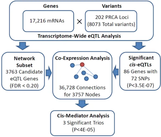 Figure 1: Flowchart indicating analytical stages in identifying significant cis-mediator relationships between PRCA  susceptibility loci, proximal cis-genes, and distal trans-genes.