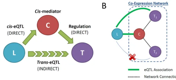 Figure 3:  (A) Diagram indicating the causal relationships among the cis-eQTL variant, L, the cis-eQTL gene,  C , and the trans-eQTL gene,