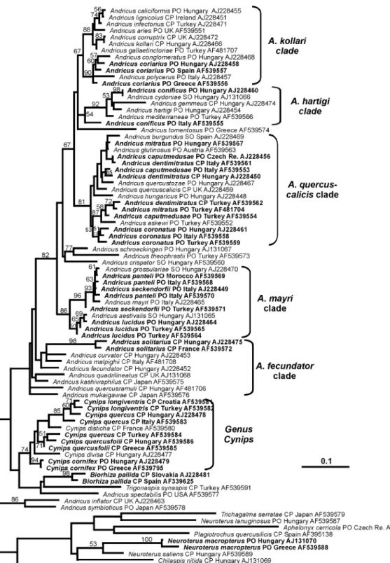 Fig. 1. Phylogram representing the ML topology found using a heuristic search algorithm