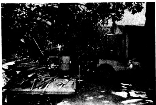 Figure 11.  Posttrim view of the left yard of the home range of rat 3 looking from the walkway between the patio