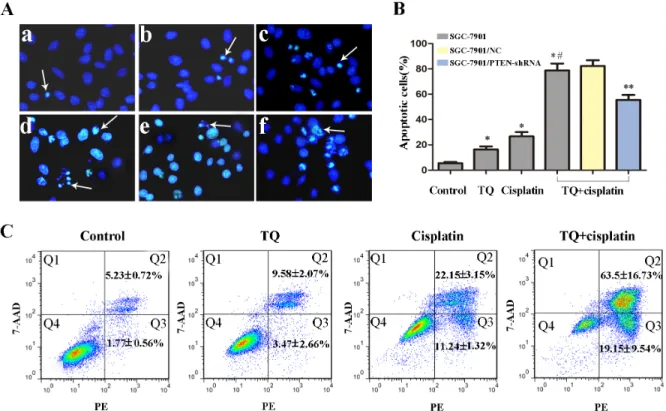 Figure 5B). However, as also shown in Figure 5A, down- down-regulation of PTEN caused an apparent increase in p-AKT  and P-gp, and a clear decrease in apoptotic proteins Bax,  cleaved-caspase-9, and cleaved-caspase-3 compared with 