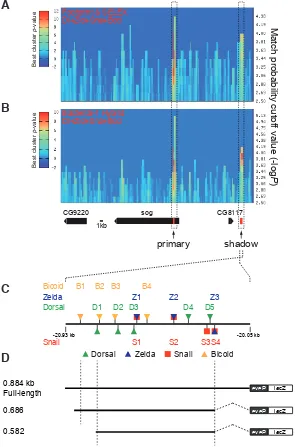Fig. 2. ClusterDraw analysis of a ~62 kb genomic region  ClusterDraw  (Papatsenko, 2007) 