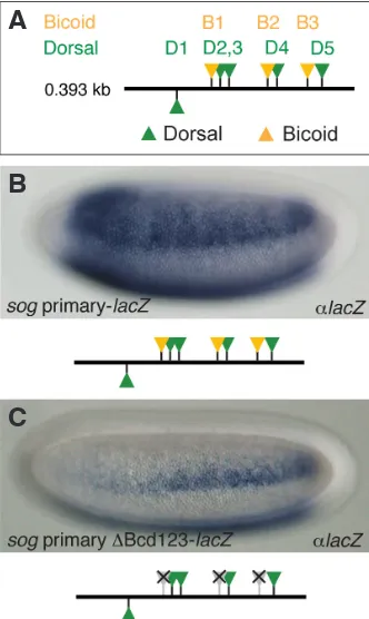 Fig. 5. Bcd-binding sites are also required for lacZ expression directed by the sog primary enhancer