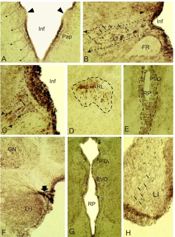 Figure 3. Morphological parameters of cellular composition in hypothalamus of juvenile O