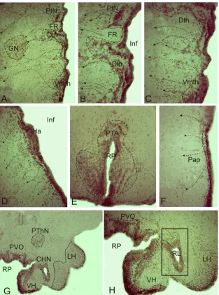Figure 4. Immunolocalization of neuronal nitric oxide synthase (nNOS) in the diencephalon of 6 month old juvenile O