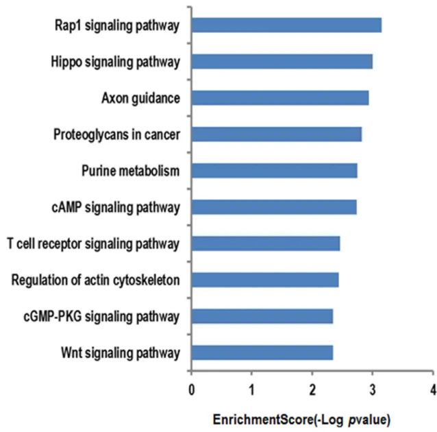 Figure 3: The KEGG database analyses of the cell signaling pathway annotations for target genes mediated by the  circRNAs targeting miRNAs