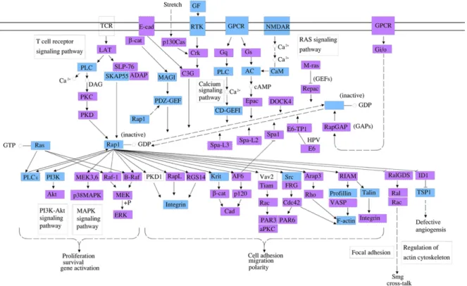 Figure 4: The Rap1 cell signaling pathway is a top pathway affected by the three identified circRNA associated miRNAs