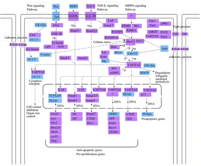 Figure 5: The hippo cell signaling pathway is another top pathway affected by the circRNAs identified in this study.