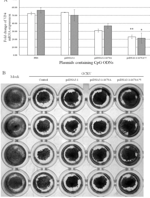 Figure 2: Antiviral activities of plasmids containing CpG ODNs in CIK cells.   (A)  CIK  cells  were  stimulated  with  PBS  (control) or plasmids containing CpG ODNs and subsequently challenged with GCRV at 48 h post plasmids administration