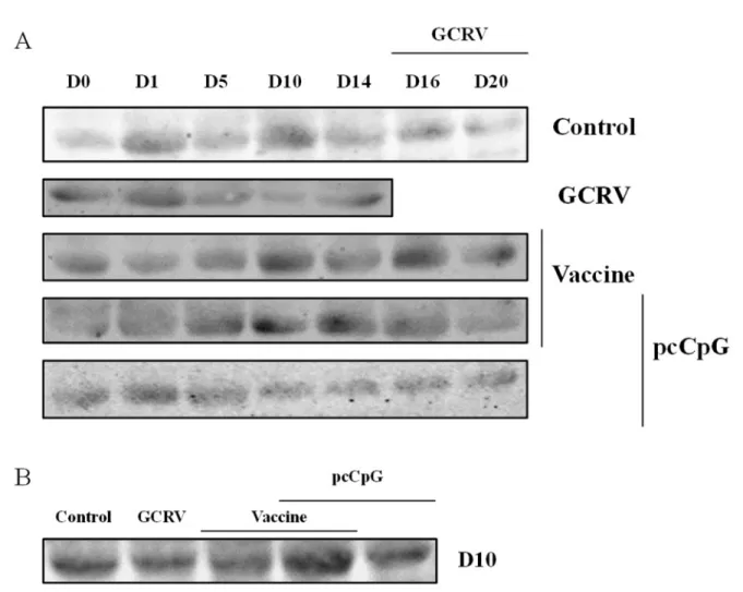 Figure 5: Serum IgM expression detection by western blot.  (A) Grass carp serum was obtained from grass carp vaccinated with  NS, vaccine, vaccine-pcCpG or pcCpG and subsequently infected with GCRV at D0, D1, D5, D10, D14, D16 and D20