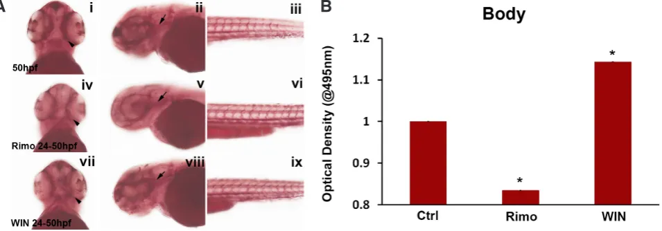 Fig. 3. Staining for neutral triglycerides and lipids after activation of the ECS and quantification of ORO staining 24-50 hpf