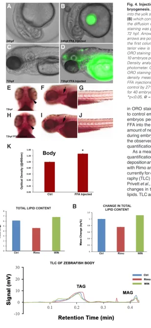 Fig. 4. Injection of BODIPY free fatty acids into zebrafish during em-bryogenesis. At 24 hpf WT embryos were collected and FFA was injected into the yolk sac