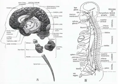 Table 1. Human brain limbic system. 