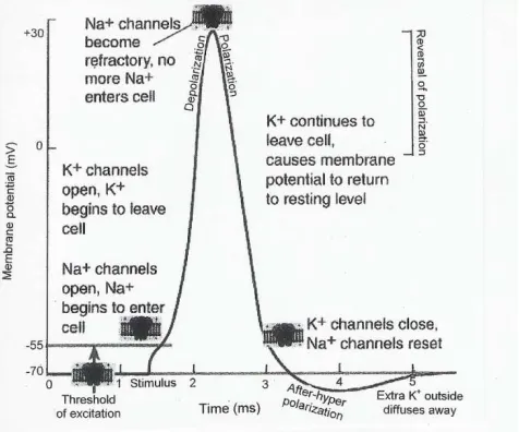 Fig. 2. Voltage clamp experiment. 