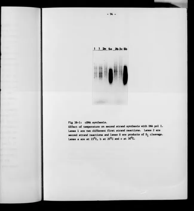 Fig 3B-1: cDNA synthesis.Effect of temperature on second strand synthesis with DNA pol I.