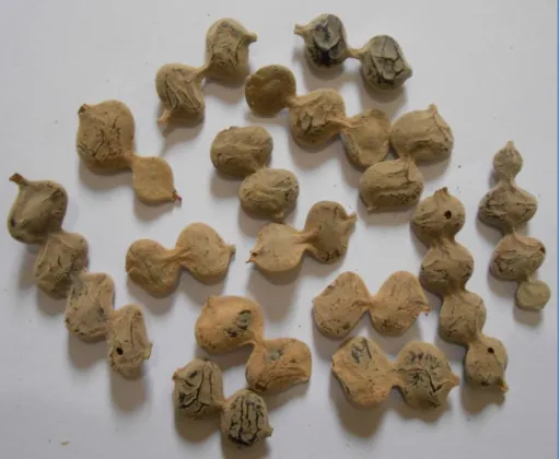 Fig. 1: The pods of Acacia nilotica, selected for the present study. 