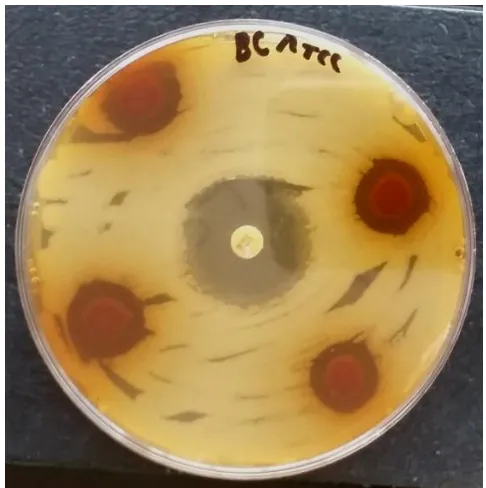 Fig. 2:  Representative photo showing the antibacterial activities of methanol extract of Acacia nilotica pods against Bacillus cereus compared to Gentamicin