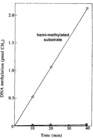 Fig. 1. Active DNA is undermethylated. Nearest neighbor analysis shows the distribution of all nucleotides (A, G, T and C) located near G in total DNA (A)