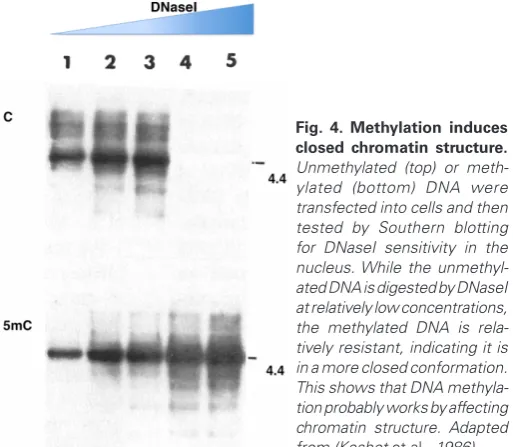 Fig. 3. Methylation inhibits gene expression. Transfection efficiency of an unmethylated () or methylated (r) tk gene at various concentrations into Ltk– cells in culture, with selection for tk+