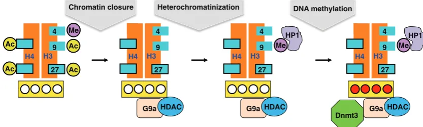 Fig. 7. Cis-acting sequences protect CpG islands. A human b globin (HBB) transgenic animal containing an island element (IE), which protects against de novo methylation, flanked by loxP sites was crossed with a mouse which expresses cre constitutively