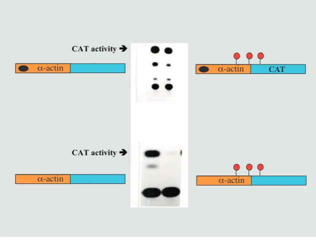 Fig. 9. Tissue-specific demethylation. An a-actin reporter construct transfected into myo-blasts showed CAT activity (using chromatography to detect the product), whether it was methylated or not (top panel)