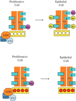 Fig. 13. Effect of DNA methylation in colon tumorigenesis. Normal colon epithelium is derived from numerous crypts which contain stem cells that constantly generate proliferative progenitor cells
