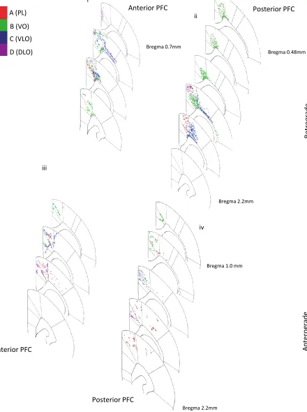 Figure 6. Diagram representing both retrograde (Fluoro-Gold) and anterograde (Fluoro-Ruby) projections to sensory-motor cortex arising from tracer injections into the anterior and posterior PFC