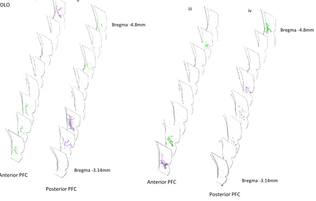 Figure 7. Diagram representing both retrograde (Fluoro-Gold) and anterograde (Fluoro-Ruby) projections to temporal cortex arising from dual tracer injections into anterior and posterior PFC