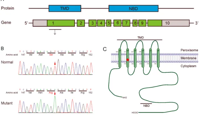 Figure 2: Mutation analysis of ABCD1 gene.   (A) Protein (ALDP) and gene (ABCD1): Genomic structure of the human ABCD1  gene