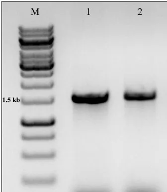 Fig. 1:  16S rRNA gene amplified from the metagenomic DNA; M-1 Kb DNA ladder, 1- Bacteria, 2- Archaea