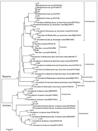Fig. 2:  Distribution of prokaryotes in the wetland: 2A- Total Prokaryotes in the wetland; 2B- Bacterial groups based on 16S rRNA clones
