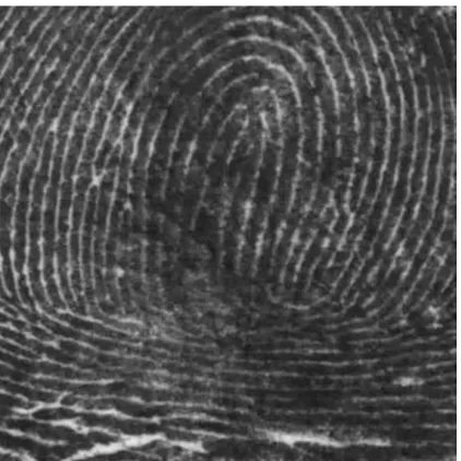 Figure A3. Detfingr_Compressed_coif (18.6KB). 