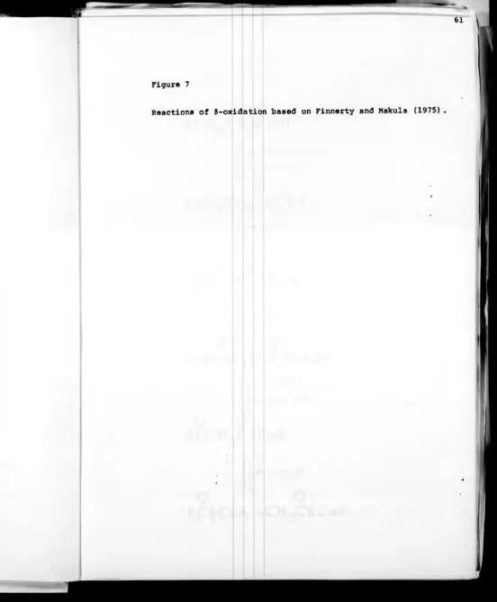 Figure 7Reactions of P-oxidation based on Finnerty and Makula (1975)